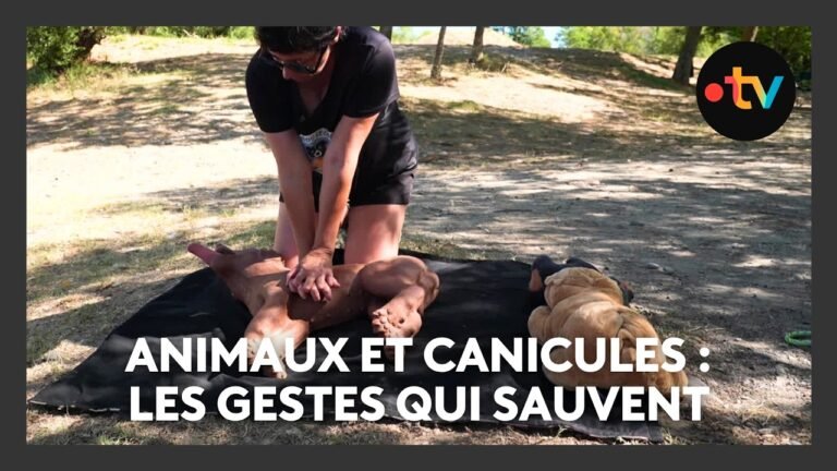 Canicules : comment sauver son animal en cas de danger ?