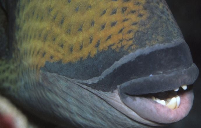 Cannes : Les « poissons mordeurs » attaquent un nonagénaire, sorti de l’eau les jambes en sang
