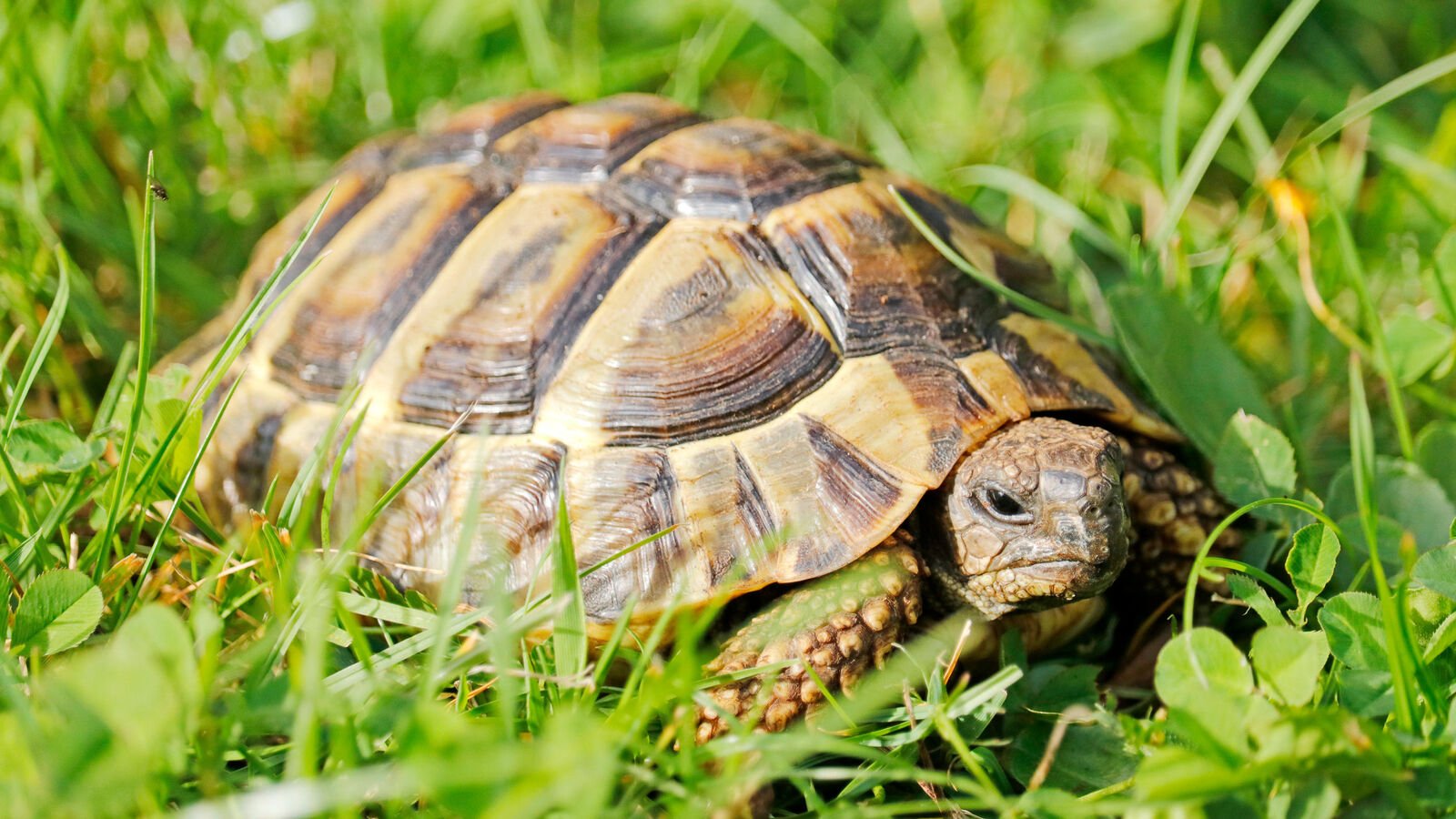 Cannes : une trentaine de tortues protégées découvertes chez un voleur de plaques d’égout