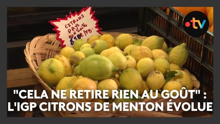 « Cela ne retire rien au goût » : l&rsquo;IGP Citrons de Menton évolue et accepte les fruits plus petits