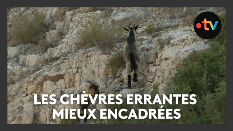 Chèvres errantes : cette commune a mis en place un dispositif pour encadrer leur multiplication