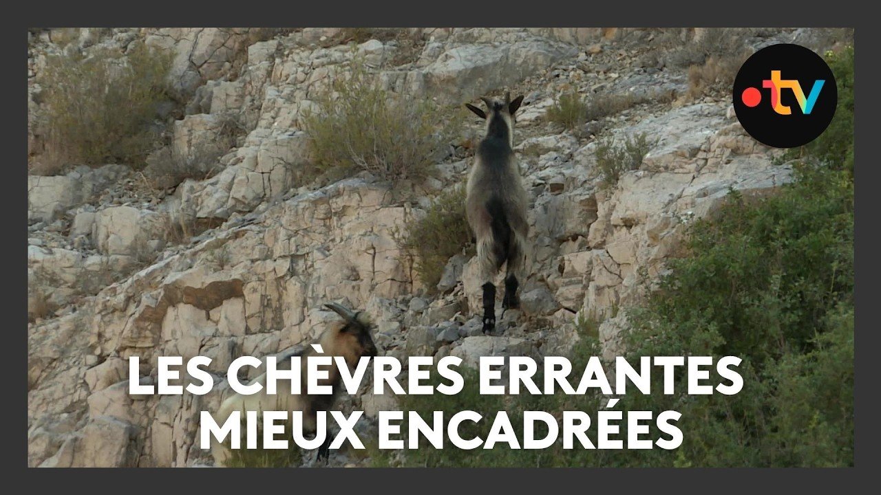 Chèvres errantes : cette commune a mis en place un dispositif pour encadrer leur multiplication