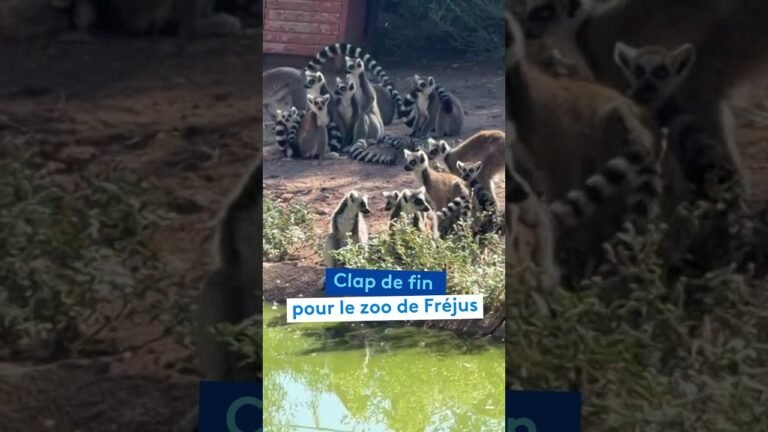 Clap de fin pour le zoo de Fréjus