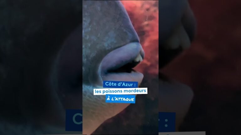 Côte d&rsquo;Azur : les poissons mordeurs à l&rsquo;attaque