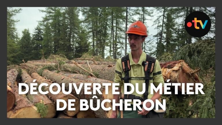 Découverte du métier de bûcheron dans les Alpes-de-Haute-Provence