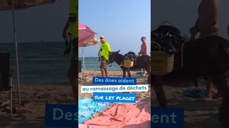 Des ânes aident au ramassage de déchets sur les plages
