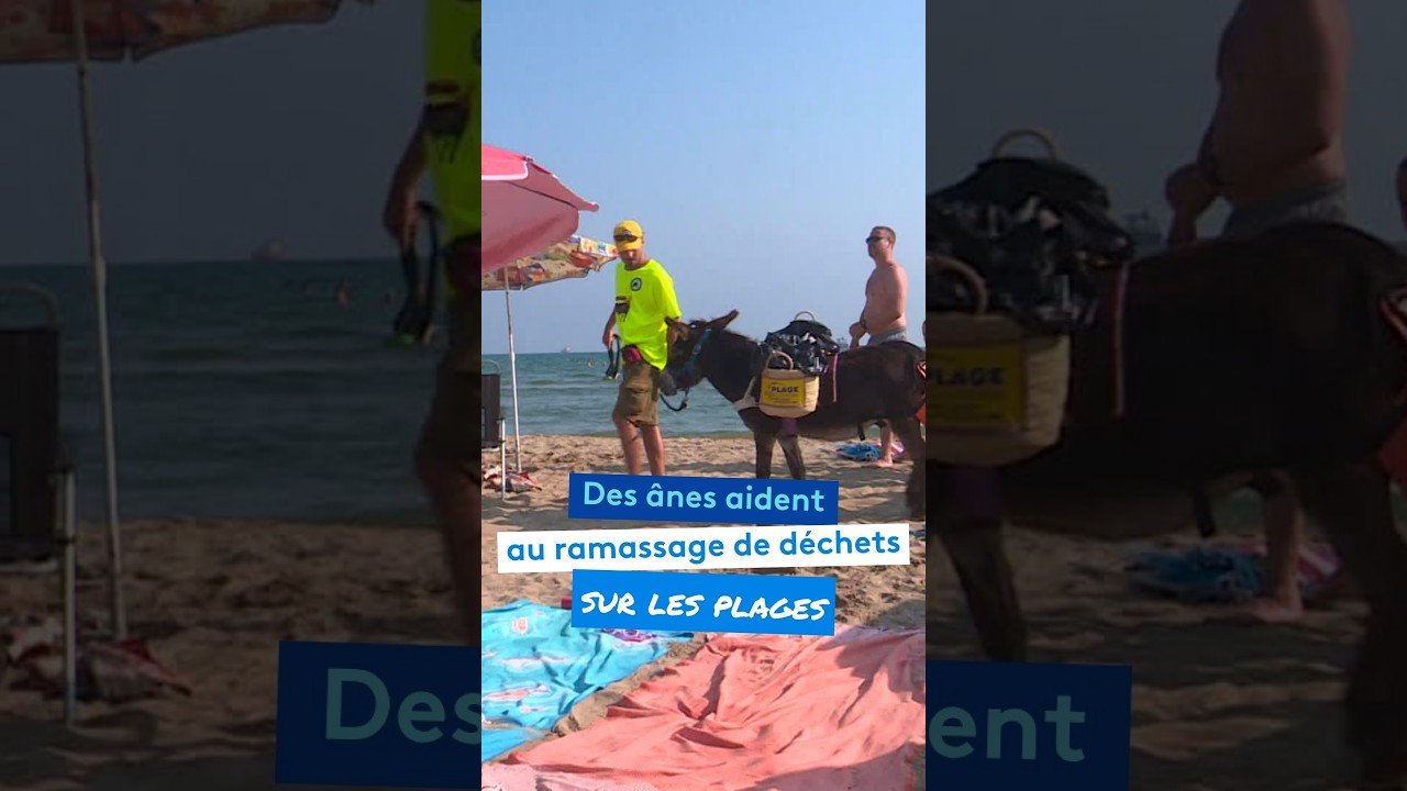 Des ânes aident au ramassage de déchets sur les plages