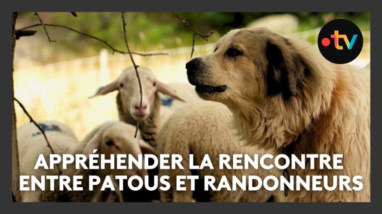 Des ateliers pour mieux appréhender la rencontre entre patous et randonneurs