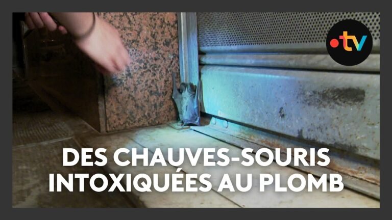 Des chauves-souris intoxiquées au plomb, à Nice on les capture pour les protéger