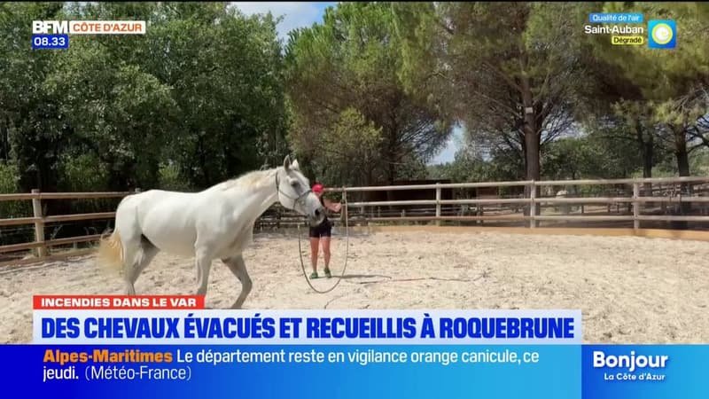 Des chevaux évacués et recueillis à Roquebrune à cause des incendies dans le Var