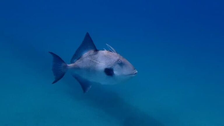 « Des petites entailles »: sur la Côte d’Azur, les poissons mordeurs attaquent les vacanciers