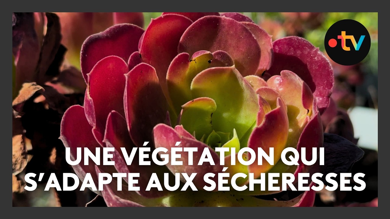 Des plantes qui résistent aux sécheresses et aux incendies dans cette pépinière du Var