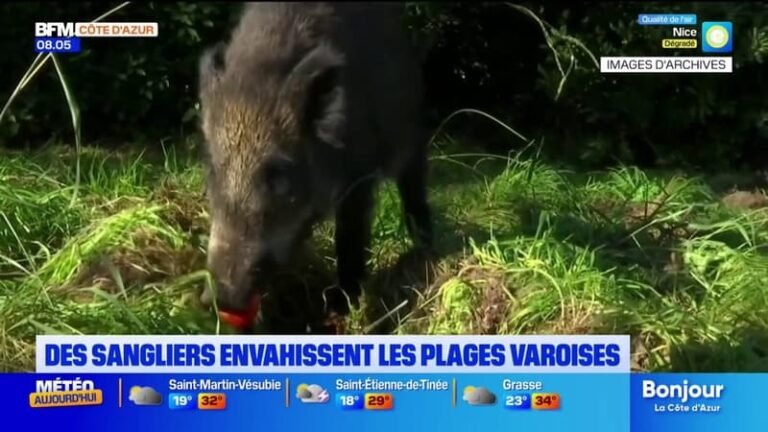 Des sangliers envahissent les plages varoises