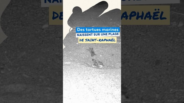 Des tortues marines naissent sur la plage de Saint-Raphaël