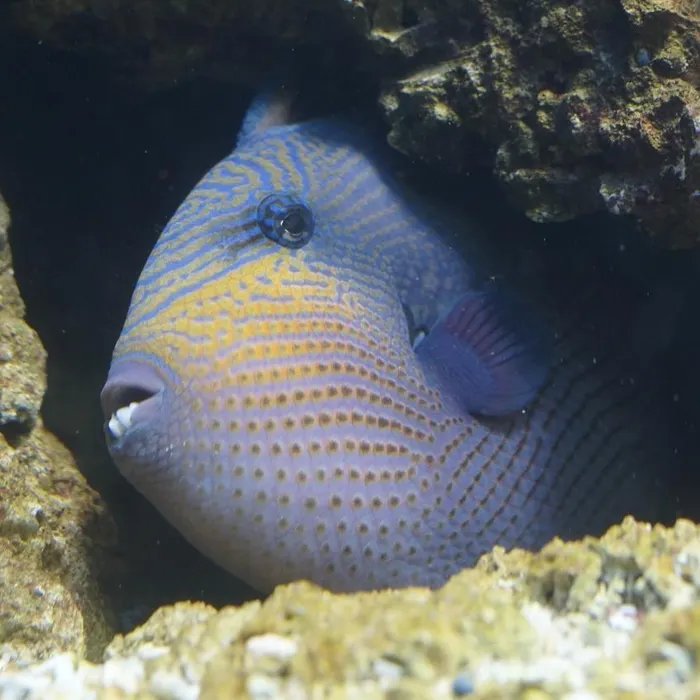 « Elle pensait qu’on allait devoir lui couper la jambe » : une octogénaire attaquée par un poisson mordeur à Cannes  (Ouest-France)