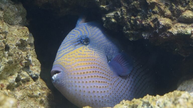 « Elle pensait qu’on allait devoir lui couper la jambe » : une octogénaire attaquée par un poisson mordeur à C