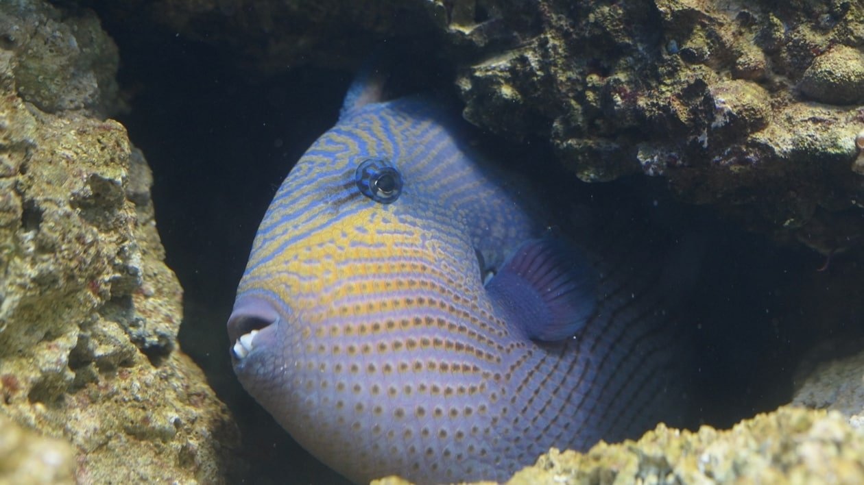 « Elle pensait qu’on allait devoir lui couper la jambe » : une octogénaire attaquée par un poisson mordeur à C