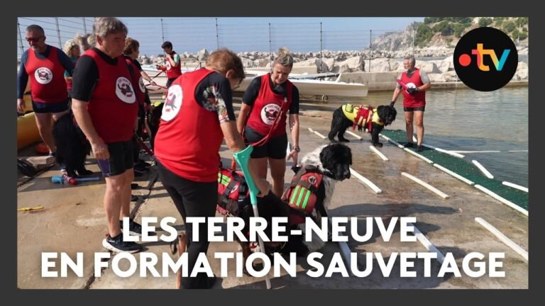 Entraînement des chiens sauveteurs en mer sur la plage de Corbières à Marseille
