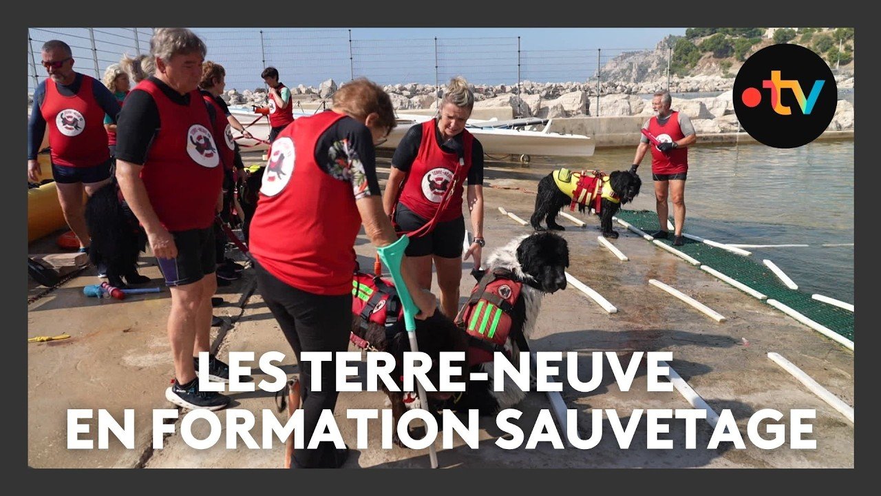 Entraînement des chiens sauveteurs en mer sur la plage de Corbières à Marseille