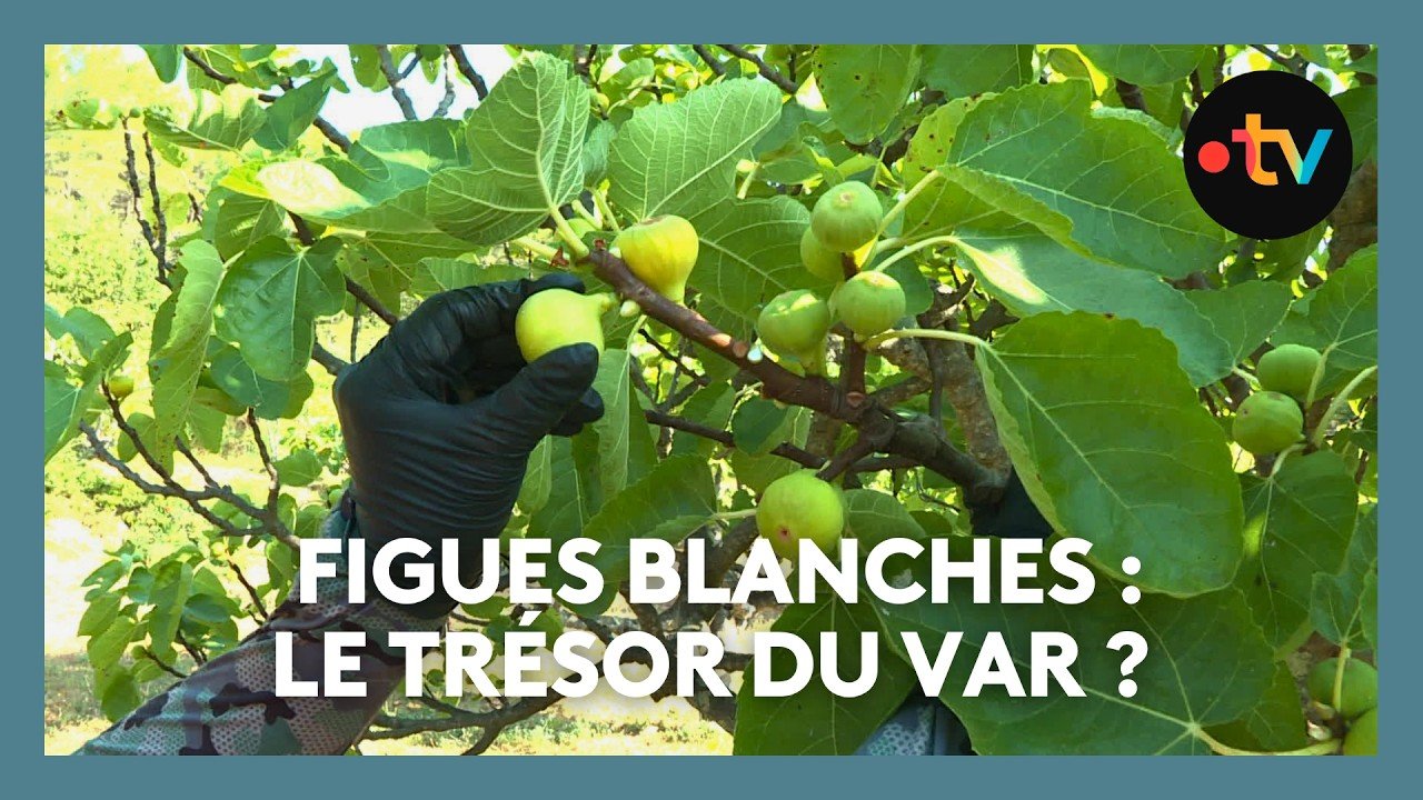 Figue blanche : récolte précoce pour cette variété rare dans le Var