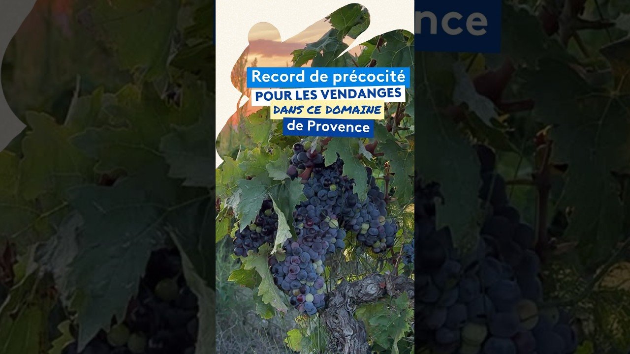 Fortes chaleurs : record de précocité pour les vendanges dans ce domaine viticole de Provence