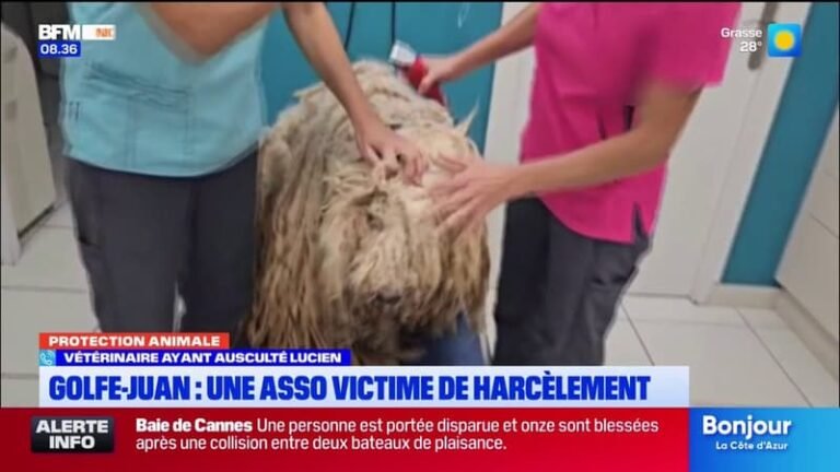 Golfe-Juan: une association de protection animale victime de harcèlement par l’ex-maître d’un chien