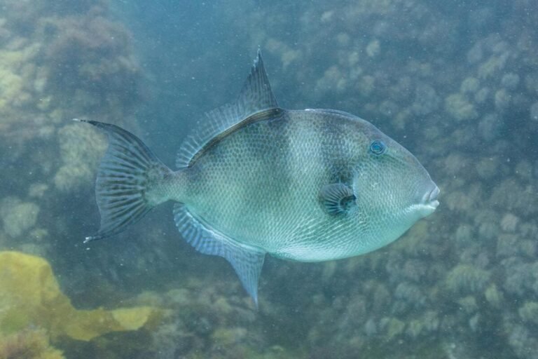 « Il lui a arraché un morceau de chair » : mordue par un poisson à l’handiplage de Cannes, une femme finit aux urgences