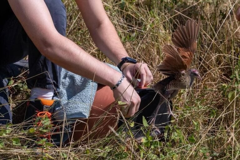 Il ne reste qu’une centaine de ces oiseaux en France, ce râle des genêts retrouvé mourant près de Cannes a pu être sauvé et relâché