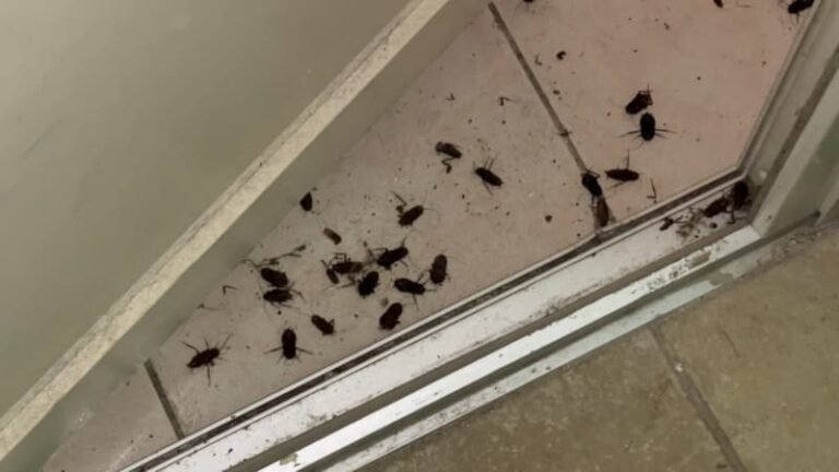 « J&rsquo;ai inhalé un cafard »: des Niçois vivent un calvaire à cause de leur voisin atteint du syndrome de Diogène