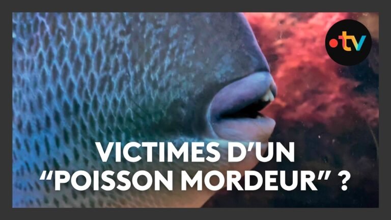 Jambes en sang : le « poisson mordeur » fait de nouvelles victimes sur la Côte d&rsquo;Azur