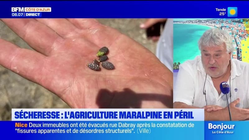 La canicule et l&rsquo;absence de précipitations touchent de plein fouet l&rsquo;agriculture azuréenne
