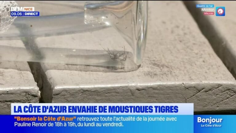 La Côte d&rsquo;Azur à nouveau envahie par les moustiques-tigres