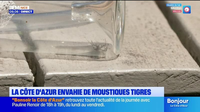 La Côte d&rsquo;Azur à nouveau envahie par les moustiques-tigres