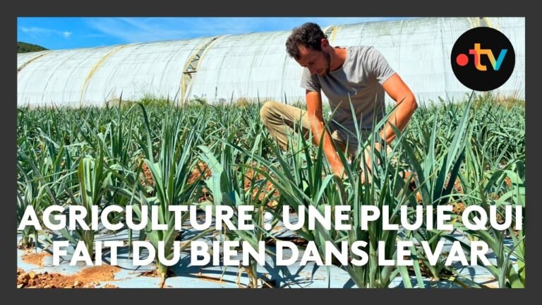 La pluie dans le Var, une bonne nouvelle pour les agriculteurs après un été 2026 caniculaire