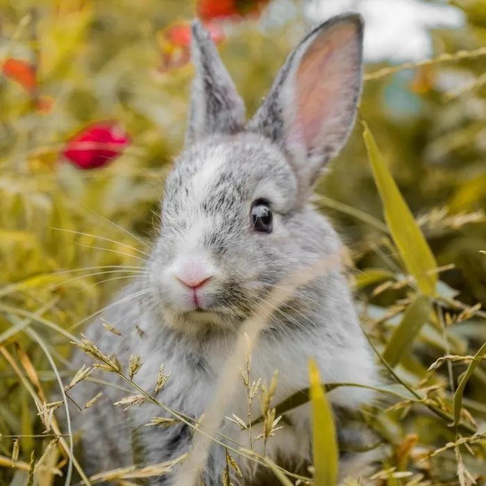 La police de Marseille saisie onze lapins sur un point de deal  (Ouest-France)
