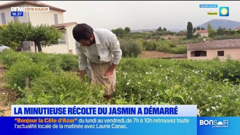 La récolte du jasmin se poursuit dans le pays grassois. Une cueillette qui s&rsquo;effectue avec minutie