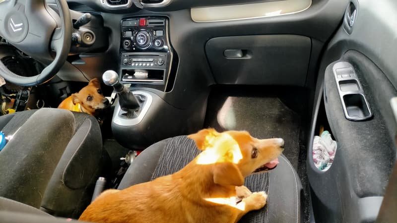 Laisser un animal seul dans une voiture en cas de forte chaleur est désormais interdit à Nice
