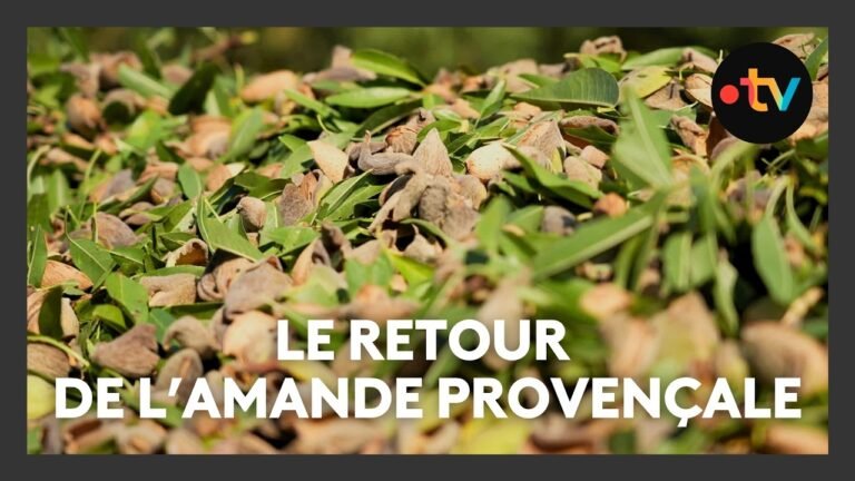 L’amande de Provence : une filière en plein essor face à une forte concurrence étrangère