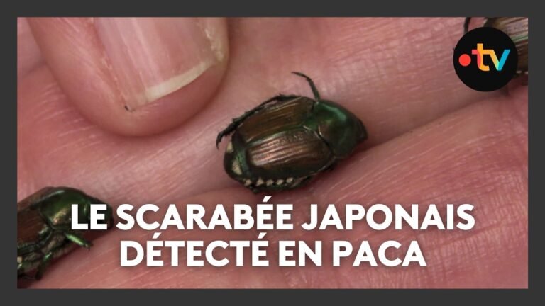 Le scarabée japonais, nuisible pour les plantes, détecté pour la première fois en Paca