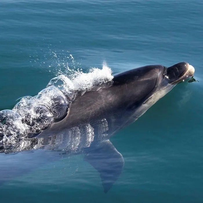 Le zoo de Beauval renonce à son projet de centre d’accueil de dauphins  (Ouest-France)