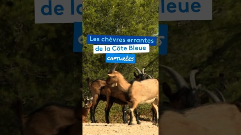 Les chèvres errantes de la Côte Bleue capturées pour limiter les dangers