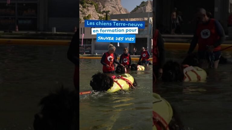 Les chiens Terre-neuve en formation pour sauver des vies