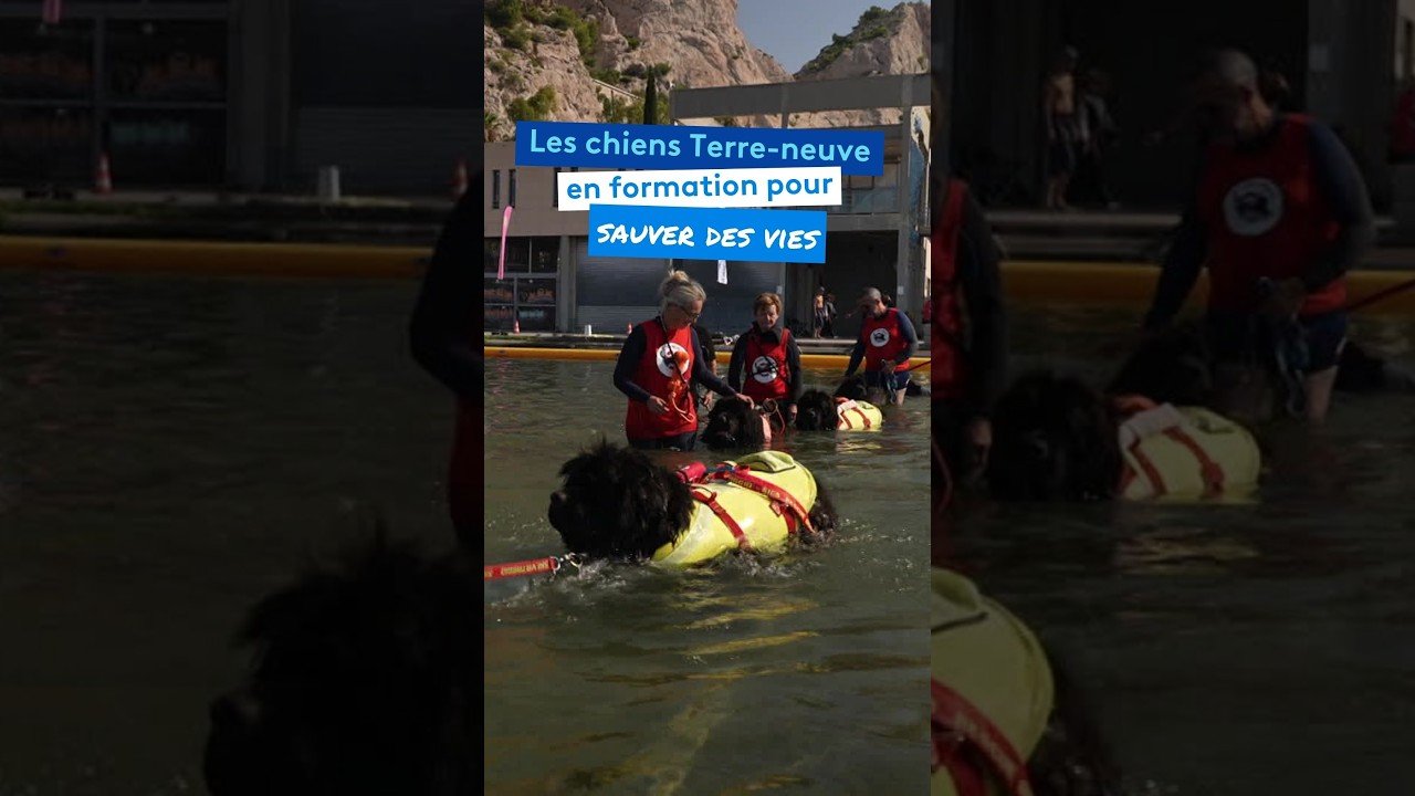 Les chiens Terre-neuve en formation pour sauver des vies