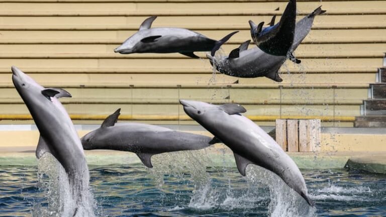 Les dauphins du Marineland d&rsquo;Antibes ne rejoindront finalement pas le zoo de Beauval