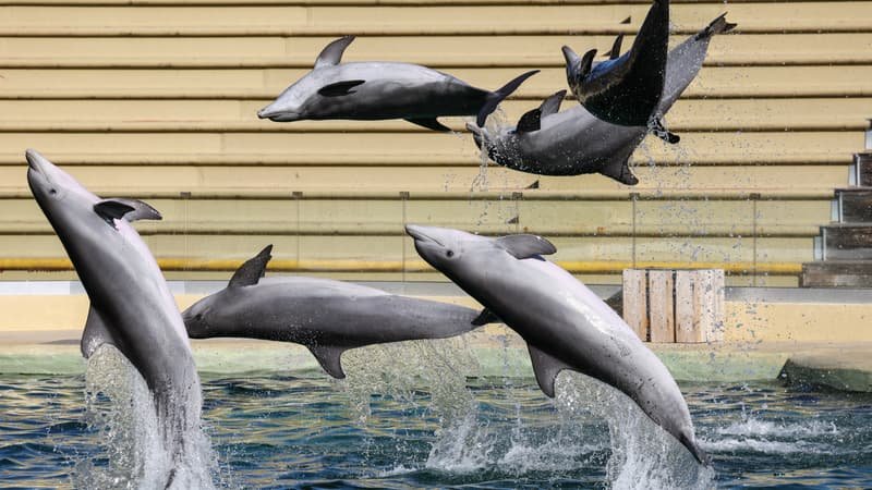 Les dauphins du Marineland d&rsquo;Antibes ne rejoindront finalement pas le zoo de Beauval