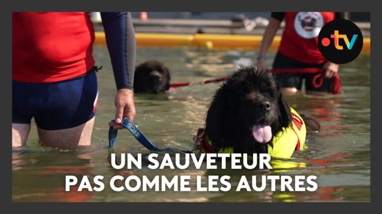 Les Terre-Neuve en formation pour sauver des vies