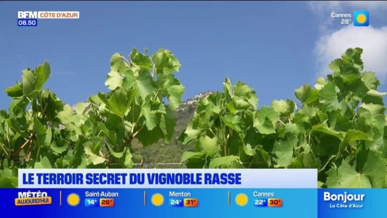 L’été chez nous : découverte du vignoble Rasse à St-Jeannet