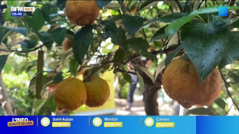 L&rsquo;été chez vous : à la découverte du métier d&rsquo;agrumiculteur à Menton