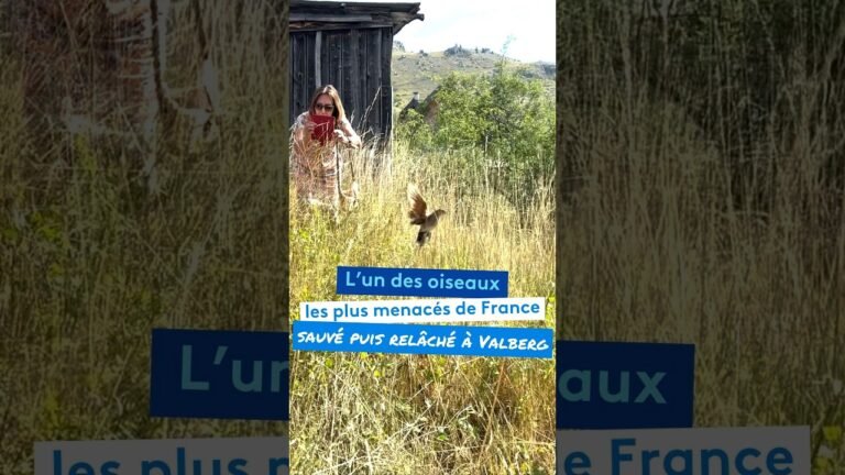 L’un des oiseaux les plus menacés de France sauvé puis relâché à Valberg
