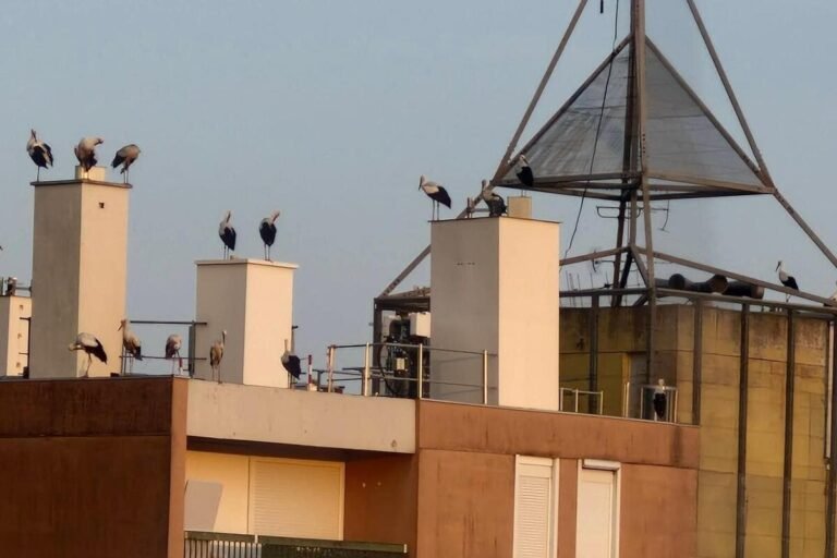 « Nous avons eu la joie de les voir s’envoler et passer devant nos fenêtres » : des dizaines de cigognes fascinent les habitants de Cannes et du Cannet